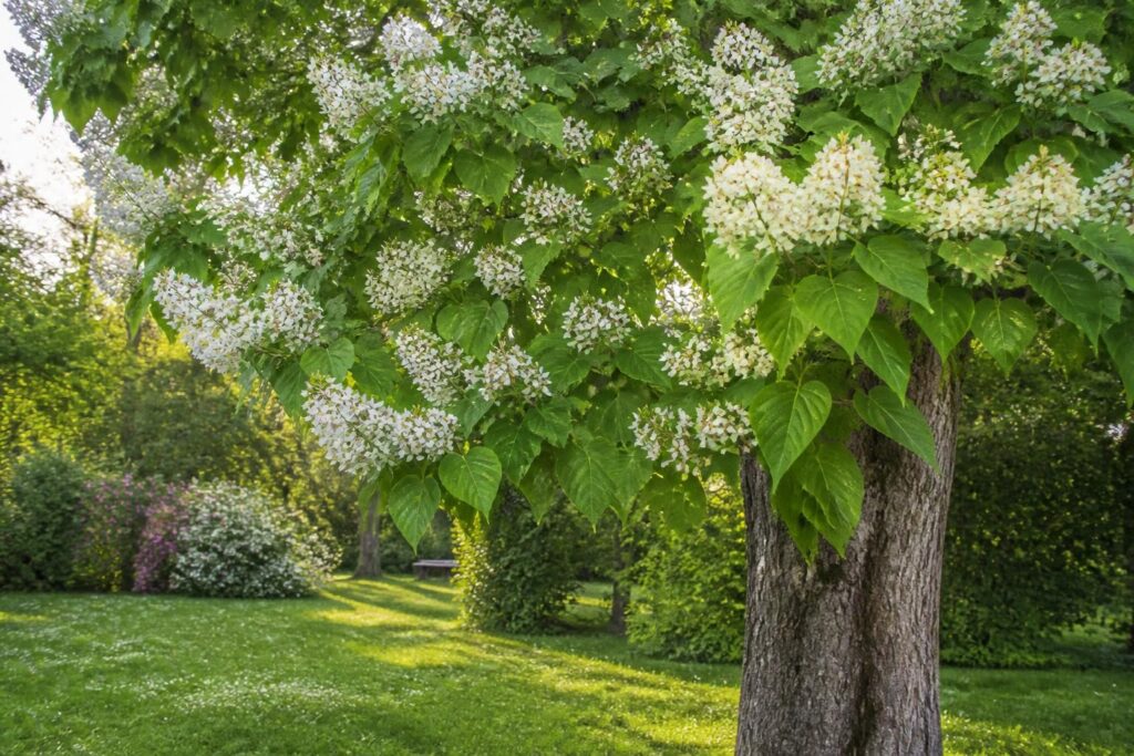 catalpa : tout savoir sur cet arbre aux multiples variétés